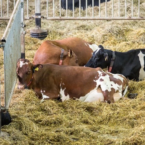 Retrofitting Dairy Barn to Robotic Milking – is Simply Adding an AMS Unit Enough?