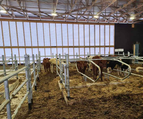 Heifers heifer barn deep bedded stalls