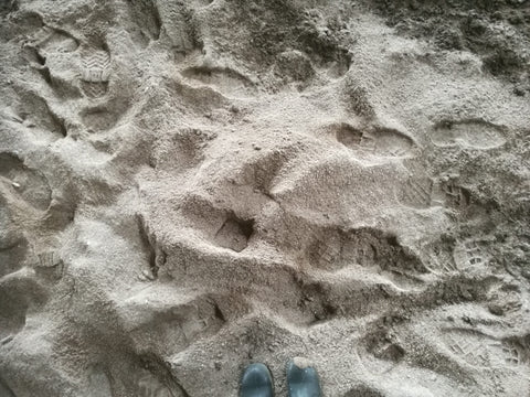 Woodchips mixed in straw bedding