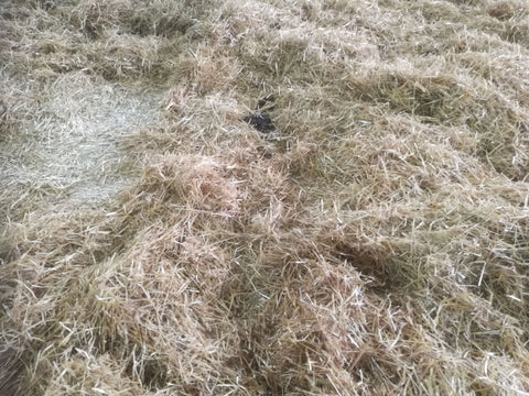 Straw bedding