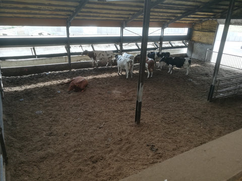 Dry cows in bedded pack