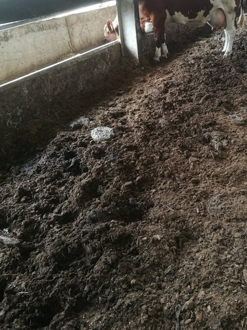 The bedding gets dirtier faster near the feeding table if there is no manure alley