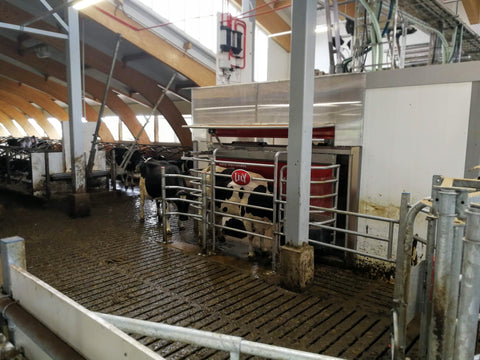 Robot area, milk room and special needs cows were located to an expansion part in Yli-Karjanmaa barn.