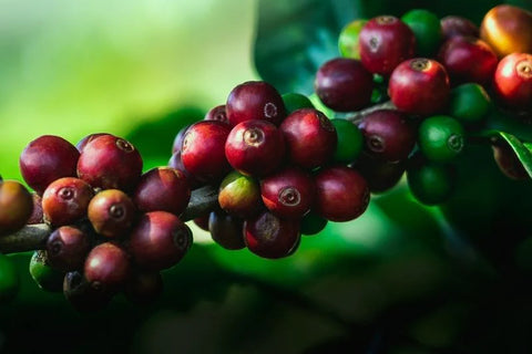 mevsimler kahvenin tadını etkiler mi