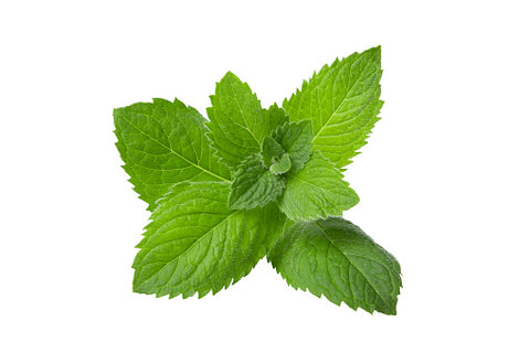 Lemon Balm