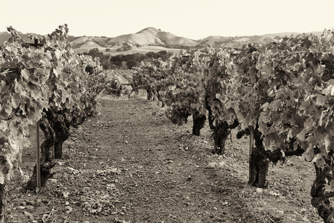 Besson Vineyard, Birichino