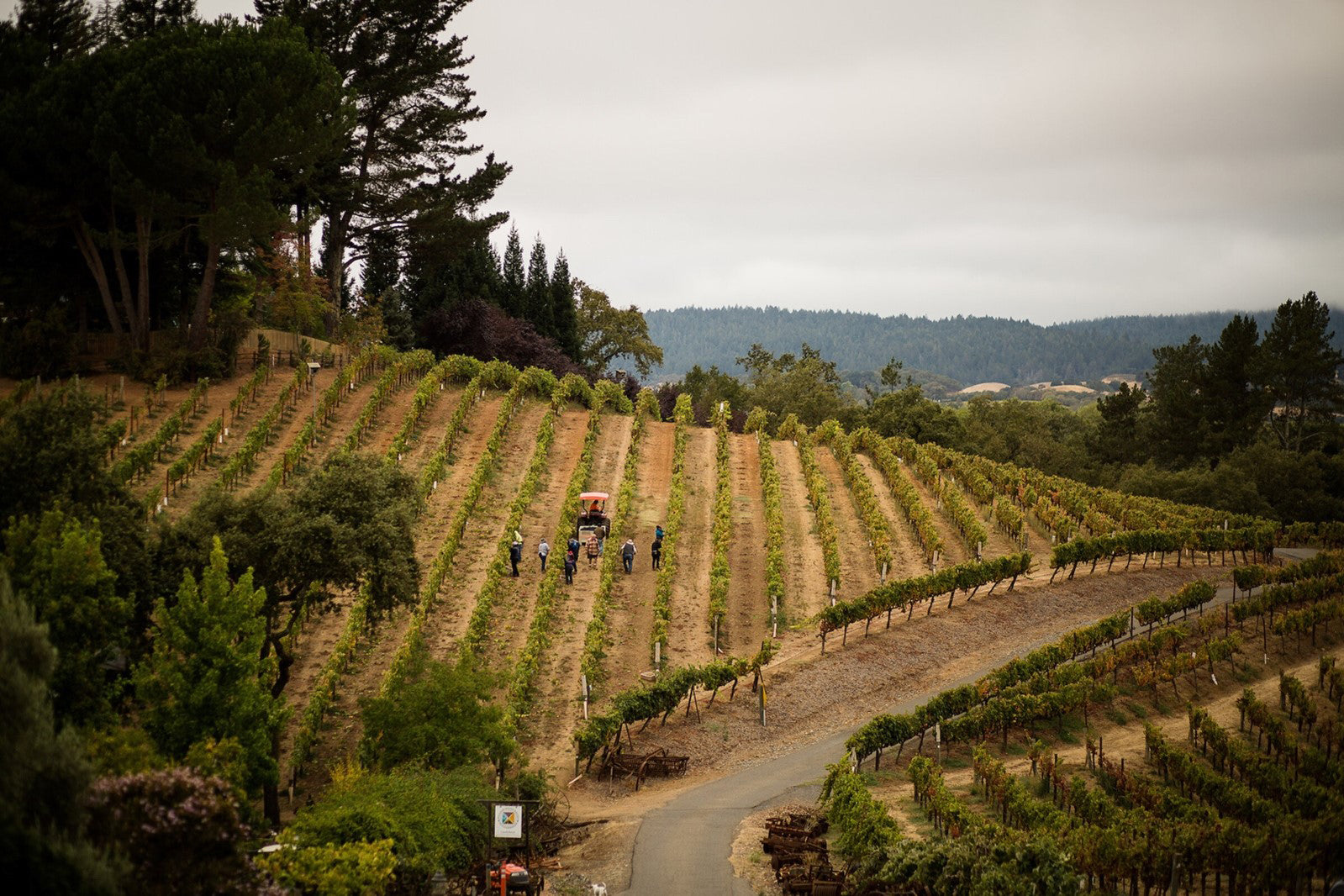 Castelli-Knight Ranch, Russian River Valley