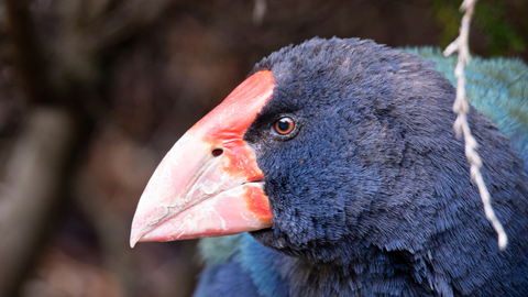 Takahe 1080 Poison