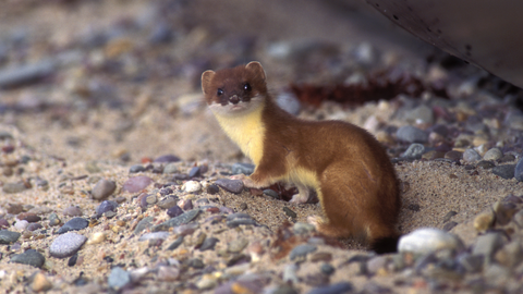 Stoat NZ