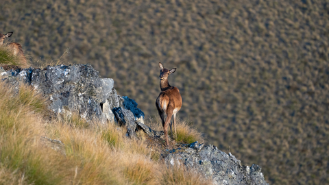 drones could control NZ Deer