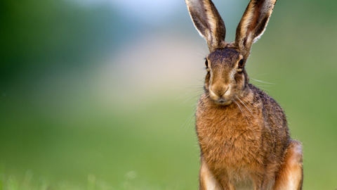 Hares are NZ Pests