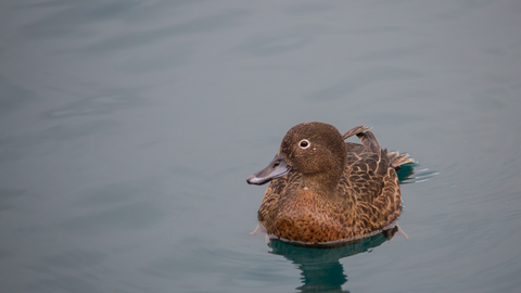 Brown Teal