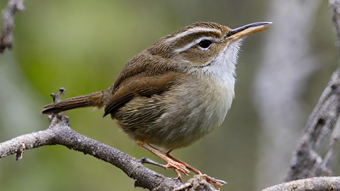 Bush Wren