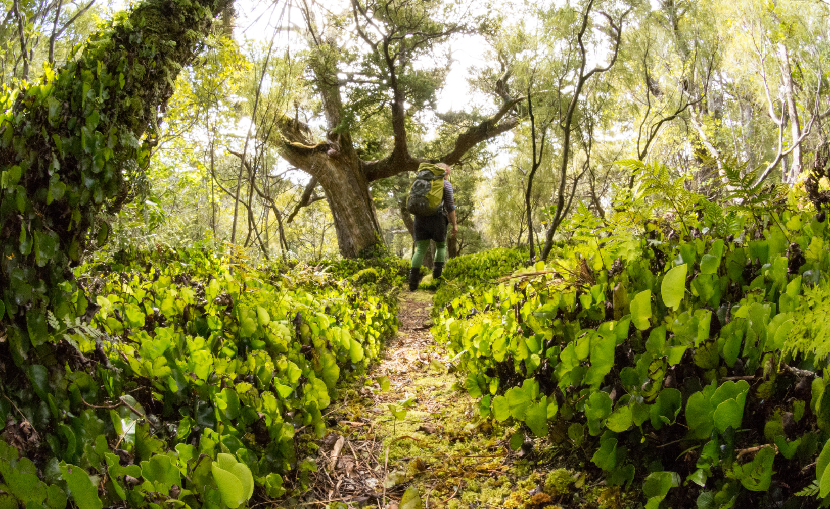 Kakapo Anchor Island
