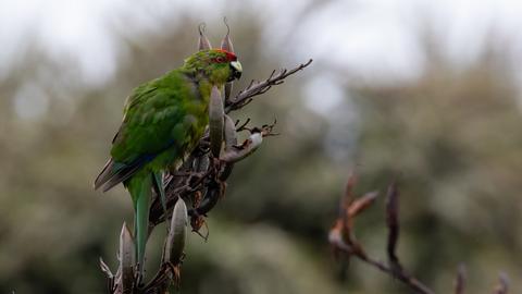 Kakariki