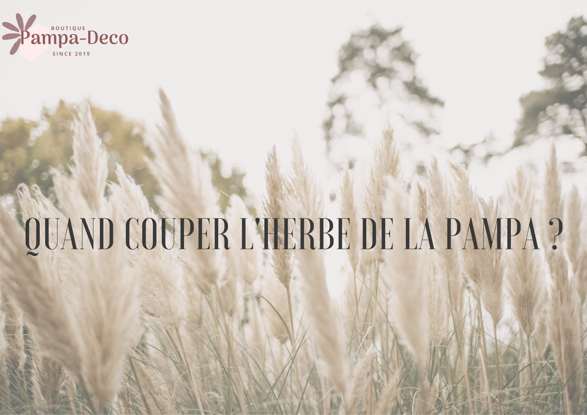 Quand couper l'herbe des pampas : Conseils sur le choix du moment pour  couper votre Pampa – Pampa Décoration