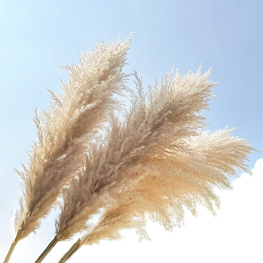 Acheter un Bouquet de 7 Pampas séchées – Pampa Décoration