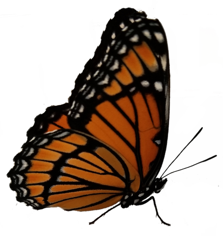 butterfly_monarch