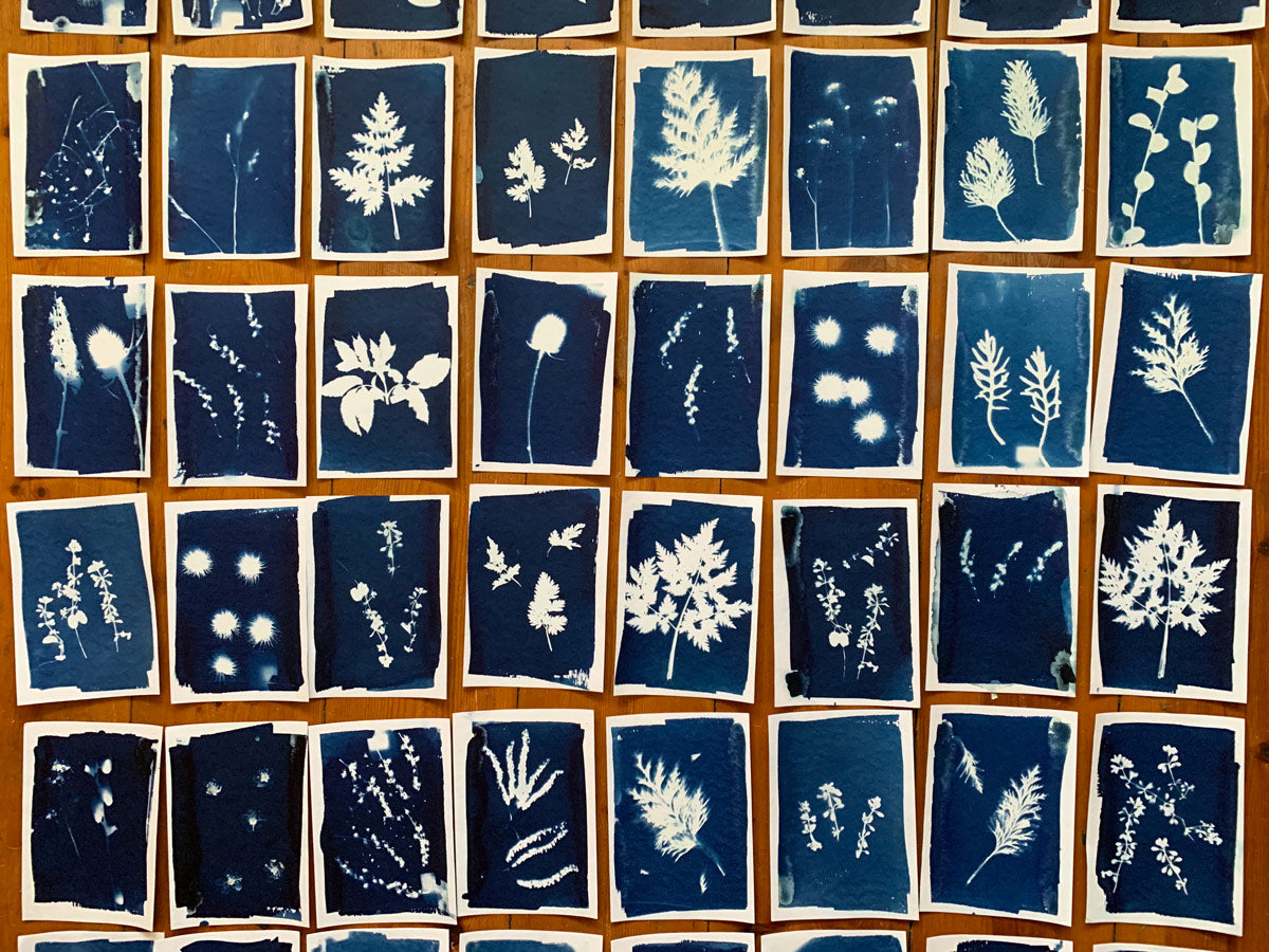 Exploring Techniques - Cyanotypes