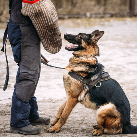 GSD dog with a handler