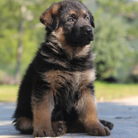 GSD pup