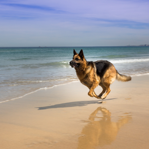 GSD dog close to water