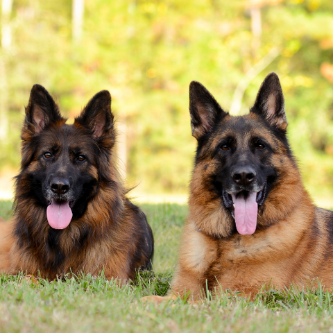 TWO GSD DOGS IN YARD