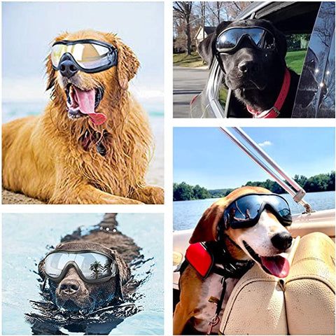 Lunette-chien-Protection-avis