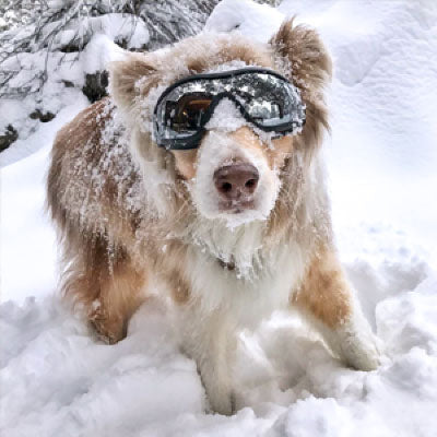 lunette de soleil pour chien-contre-neige