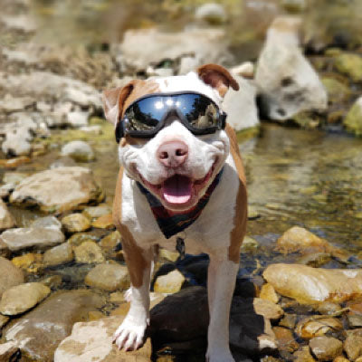 lunette de soleil pour chien noir