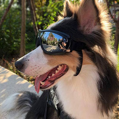 lunette de soleil pour chien-noir