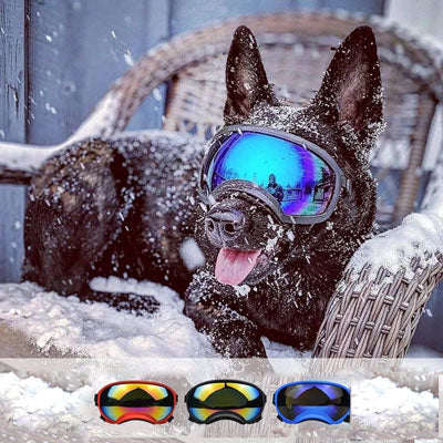 lunette chien-3-couleur