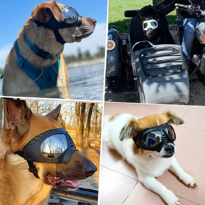 lunettes-pour-chien-moto-avis2