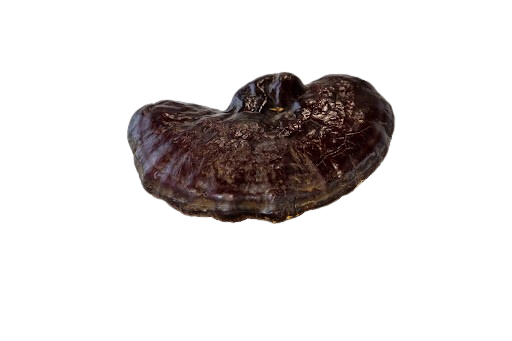Dark reddish-brown Reishi mushroom, known for cognitive and immune support.