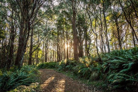 Bush trail with sunrise behind trees 