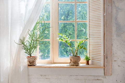 Window Sill Potted Plants