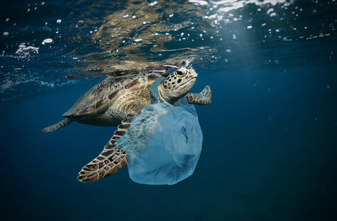 Sea Turtle Tangled in Plastic Bag