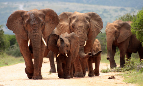 Multiple African Elephants
