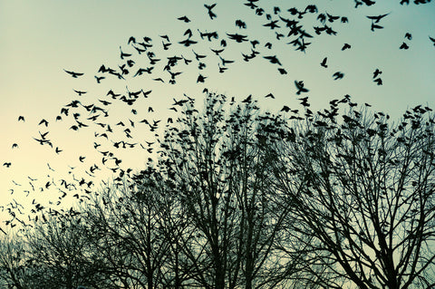 birds flying from tree