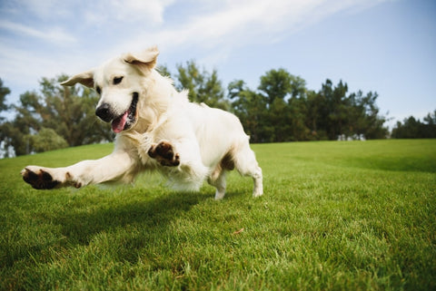 Pet dog running in open field