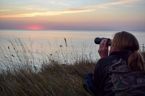 bird watching at sunset