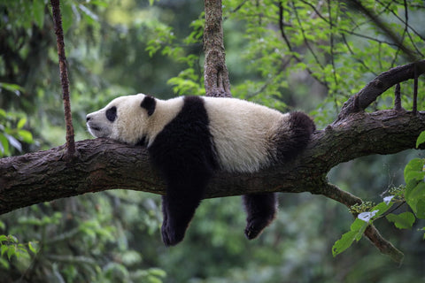 Panda sleeping on a tree