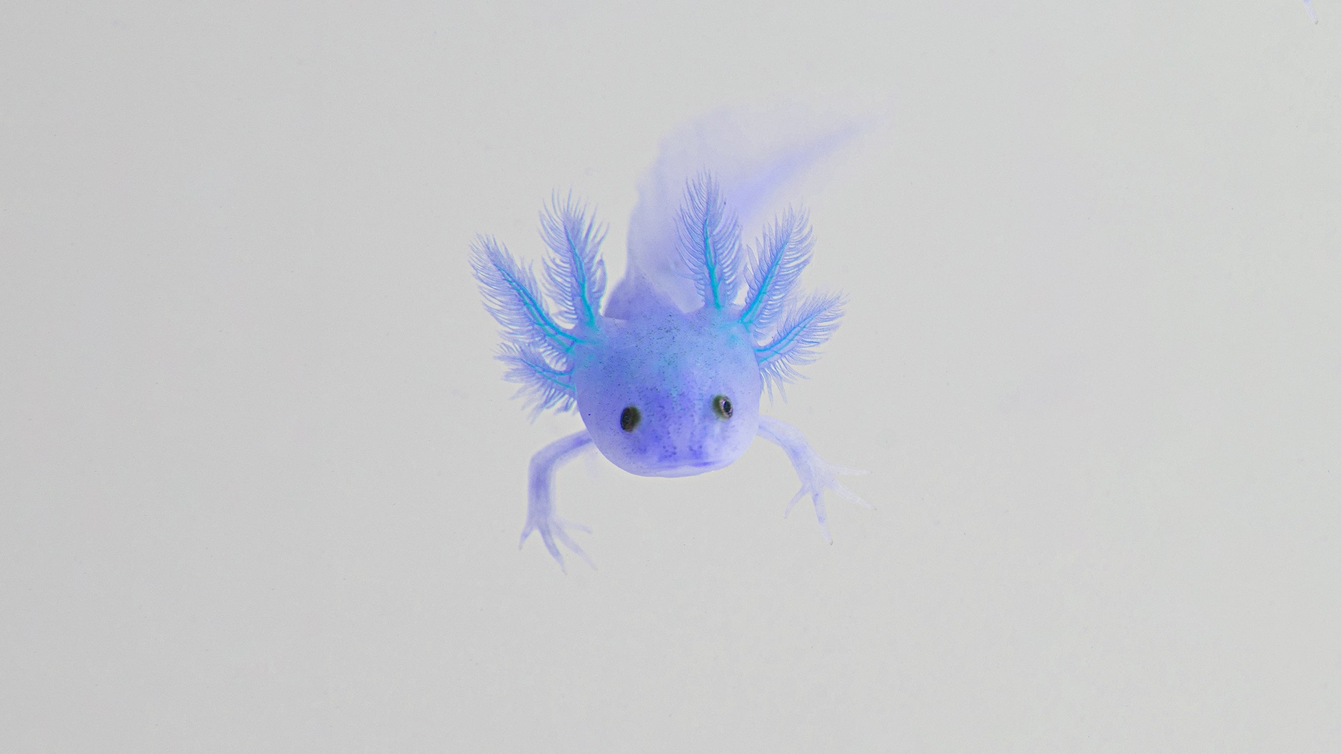 Are Blue Axolotls Real Blog Axolotl Planet   Blue Axolotls Cover Small E29b9a25 E8ae 49a1 Bbe4 1a323de180ae 