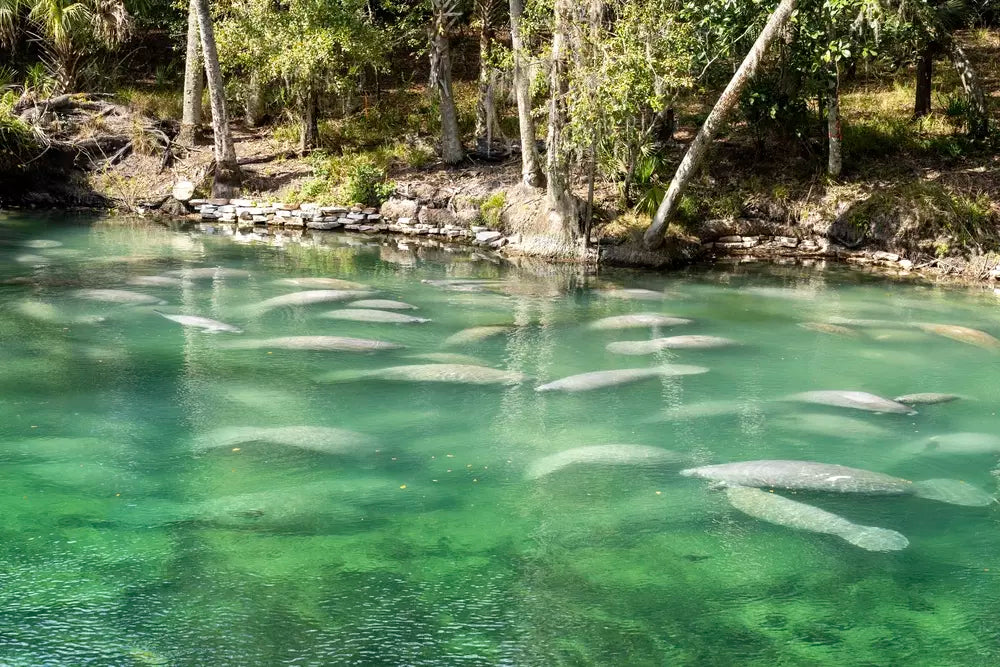 Blue Spring state park