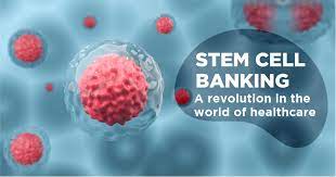 What are the potential benefits of stem cell preservation?