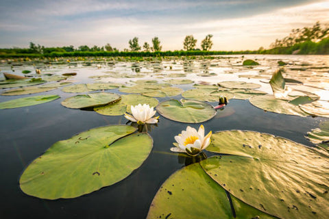 What is Nymphaea Alba? - Information and uses