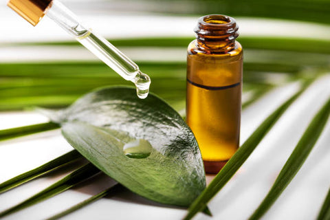 What is Tea Tree Oil? - Information and uses