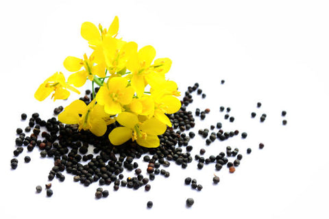 What is Canola Oil? - Information, uses & side effects