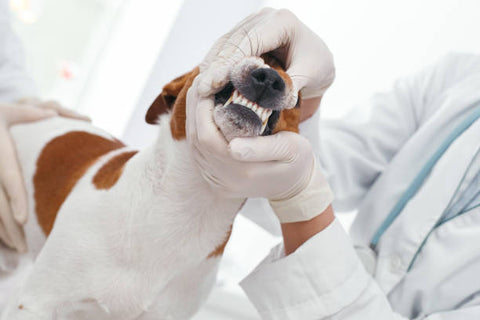 Pedigree Dentastix for Large Breeds: Promoting Optimal Oral Care with Dental Sticks