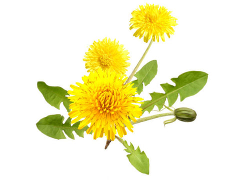 What is Dandelion? - Information & uses